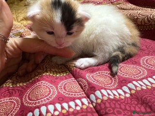 Mixed Breed cats Cute 4 kittens looking for loving home - Advert 16