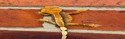 Gecko reptiles for sale: Crested Geckos  - Advert 15