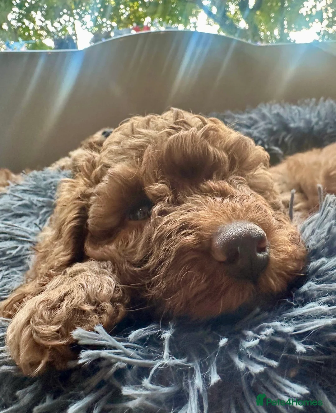 Miniature Poodle dogs for stud: Red KC registered miniature poodle - Health tested in Livingston - Advert 30