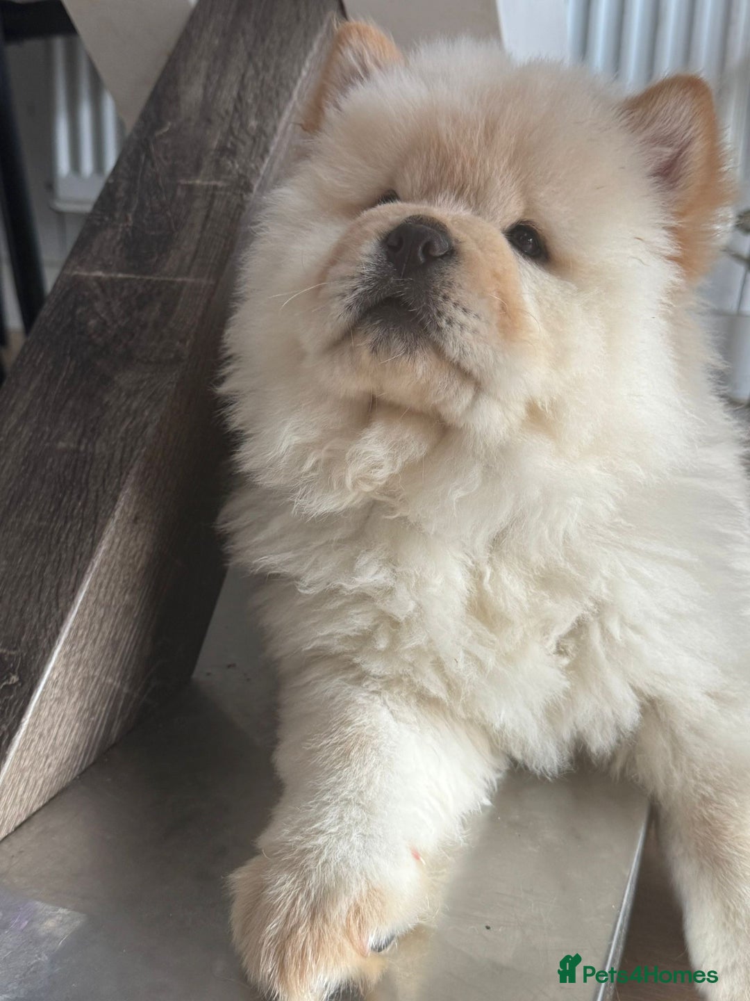 Chow Chow dogs for sale: Miss chow chow mummy  - Advert 12