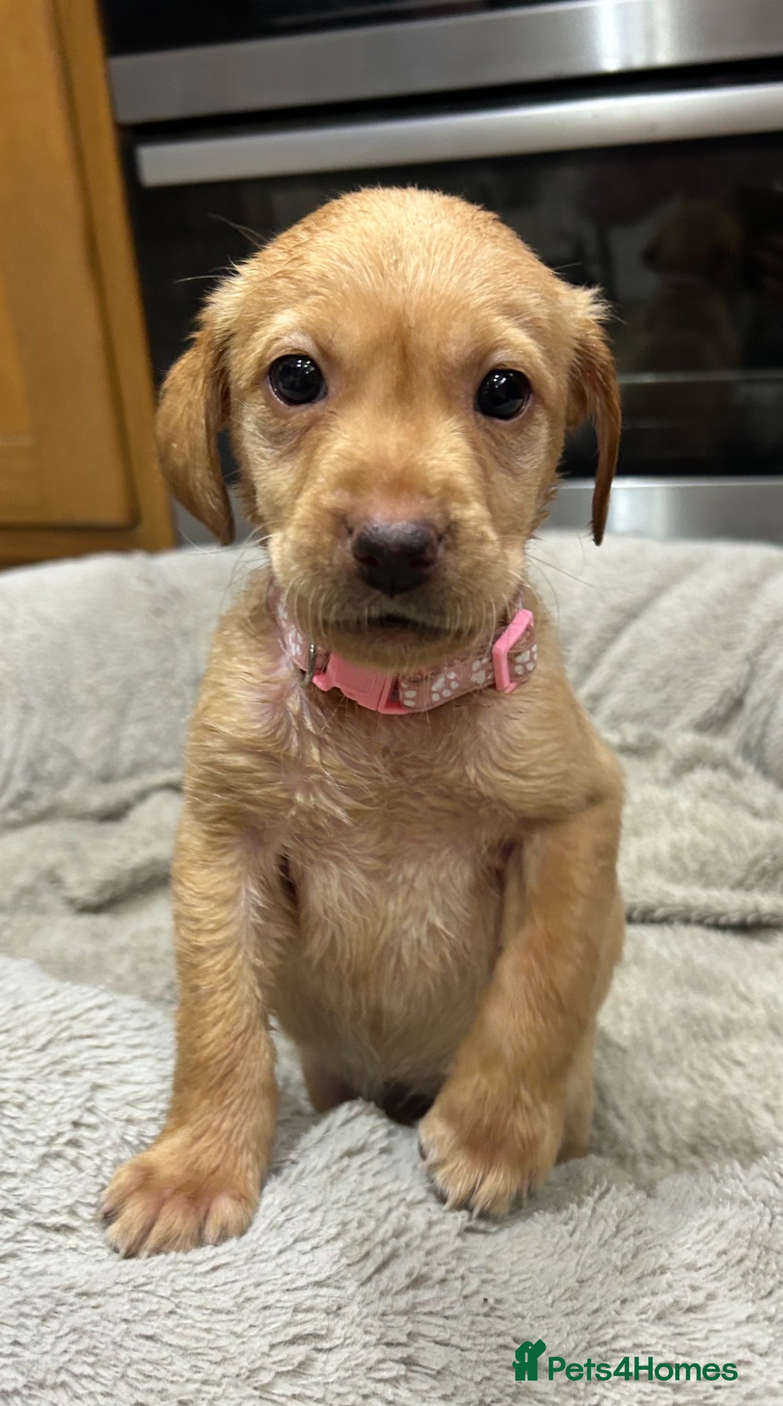 Labrador Retriever dogs Dudley Yellow Fox Red Labrador Girl RARE - Advert 2