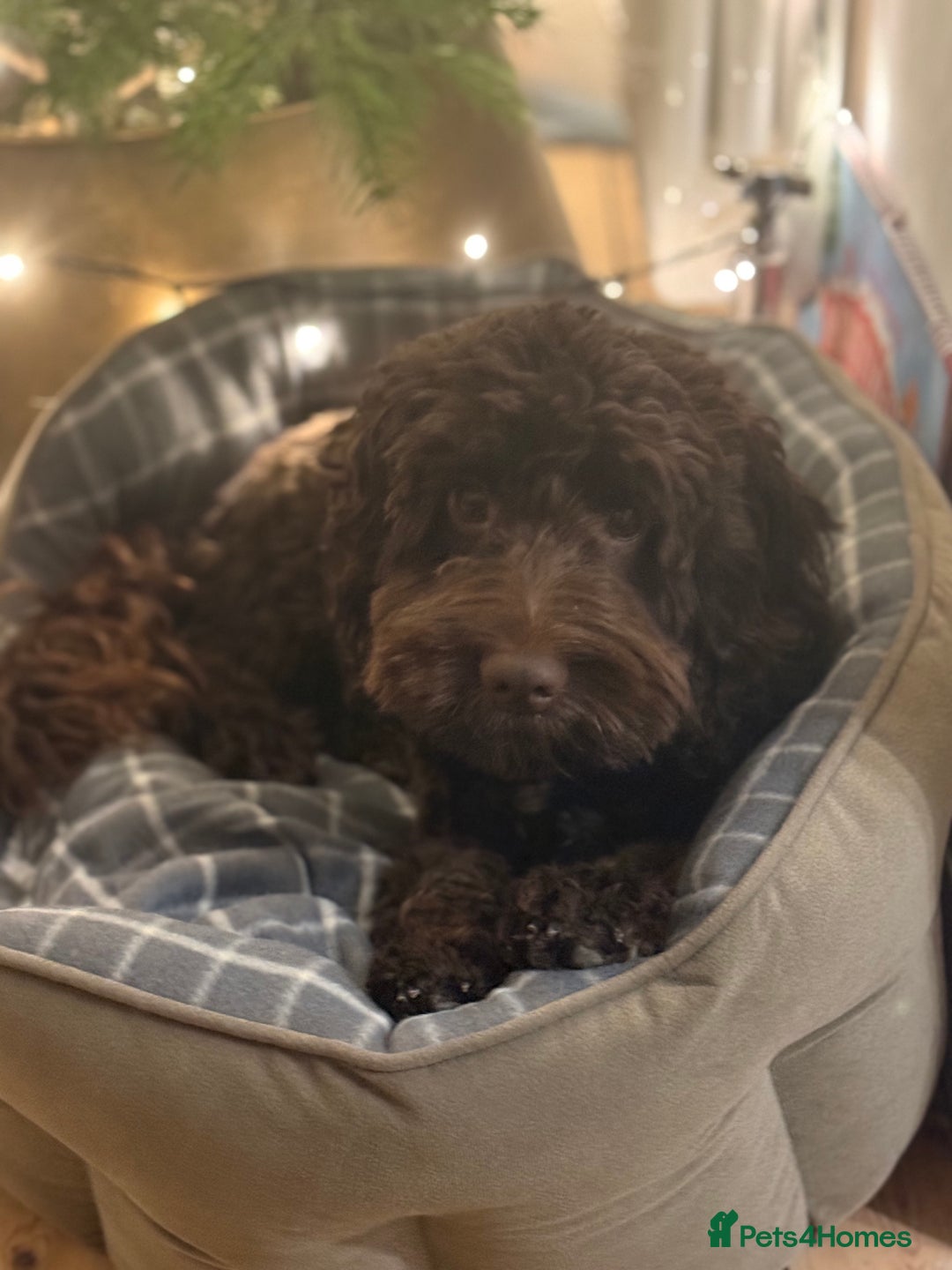 Cockapoo dogs for sale: Cockapoo sadly for sale  - Advert 2