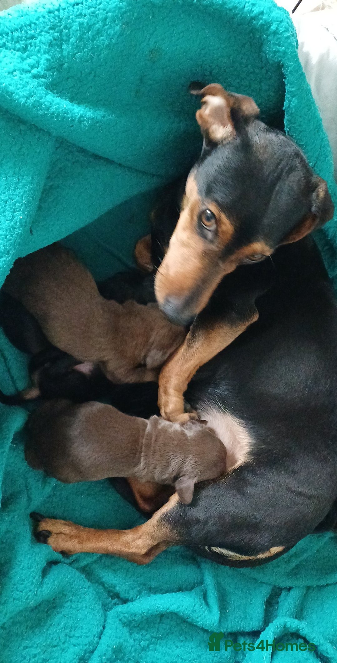 Mixed Breed dogs for sale: Docker puppies  - Image 2