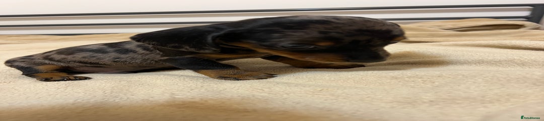 Miniature Dachshund Puppy 2