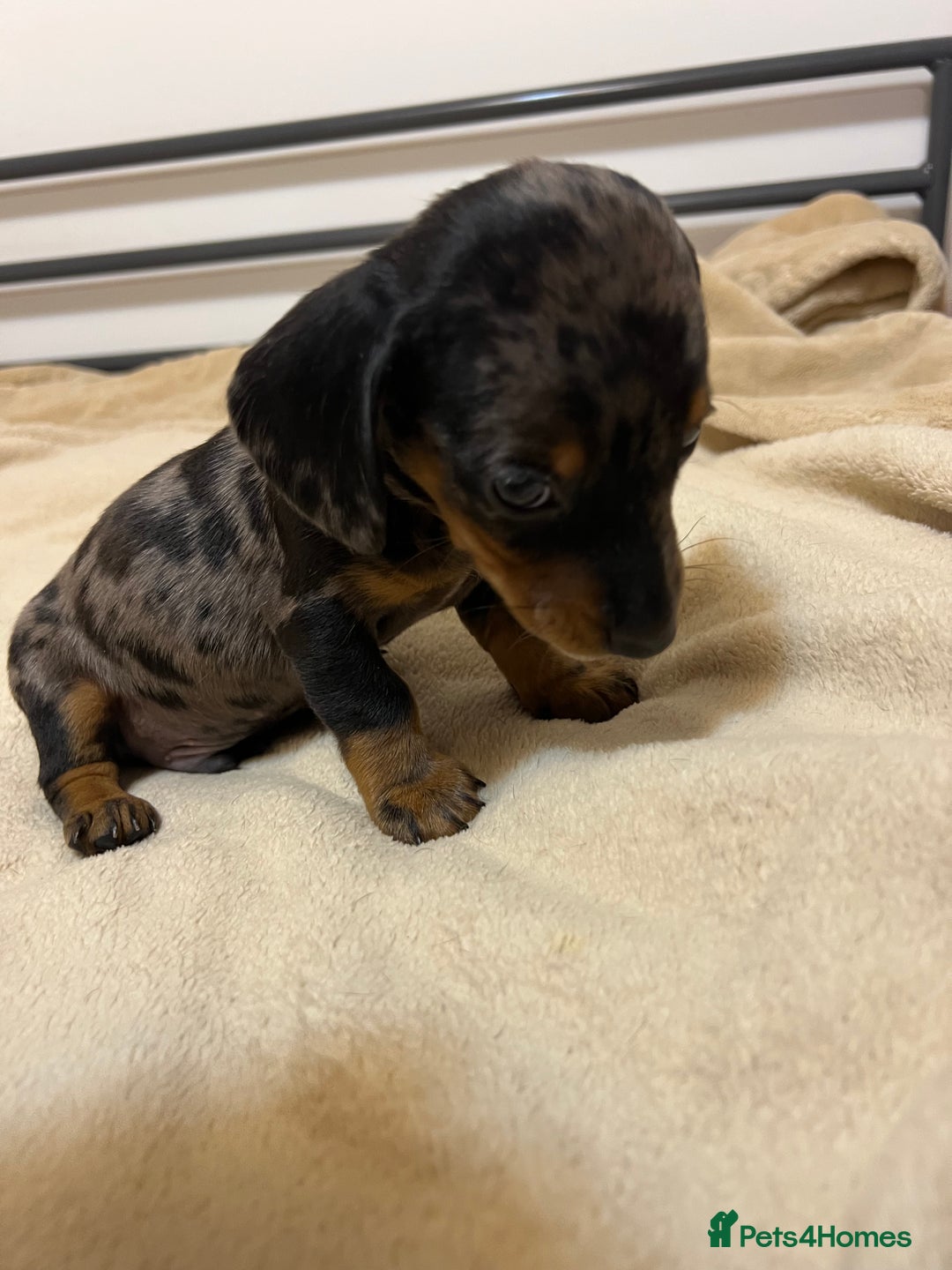 Miniature Dachshund dogs for sale: Miniature Dachshund KC ready now  - Image 7