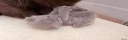 British Shorthair cats for sale: BSH kittens  - Advert 8