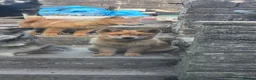 Mixed Breed dogs for sale: Red Merle Chowski Female Pup For Sale - Advert 5