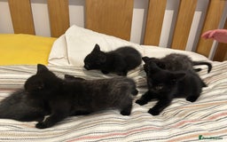 Mixed Breed cats for sale: Kittens - Image 4