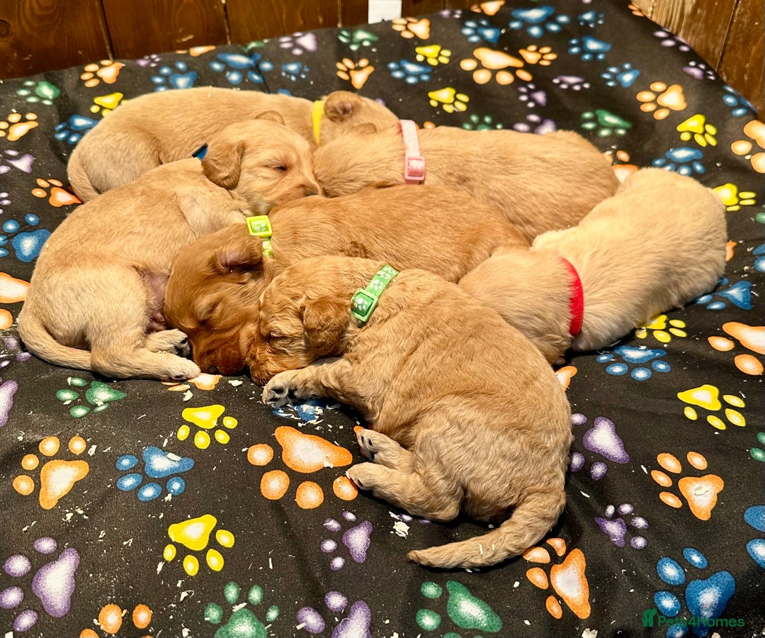 Labradoodle dogs for sale: Miniature Labradoodles from experienced breeder  - Advert 5