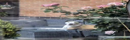 American Bull Staffy dogs for sale: 4 year old American Staff for rehoming - Advert 3