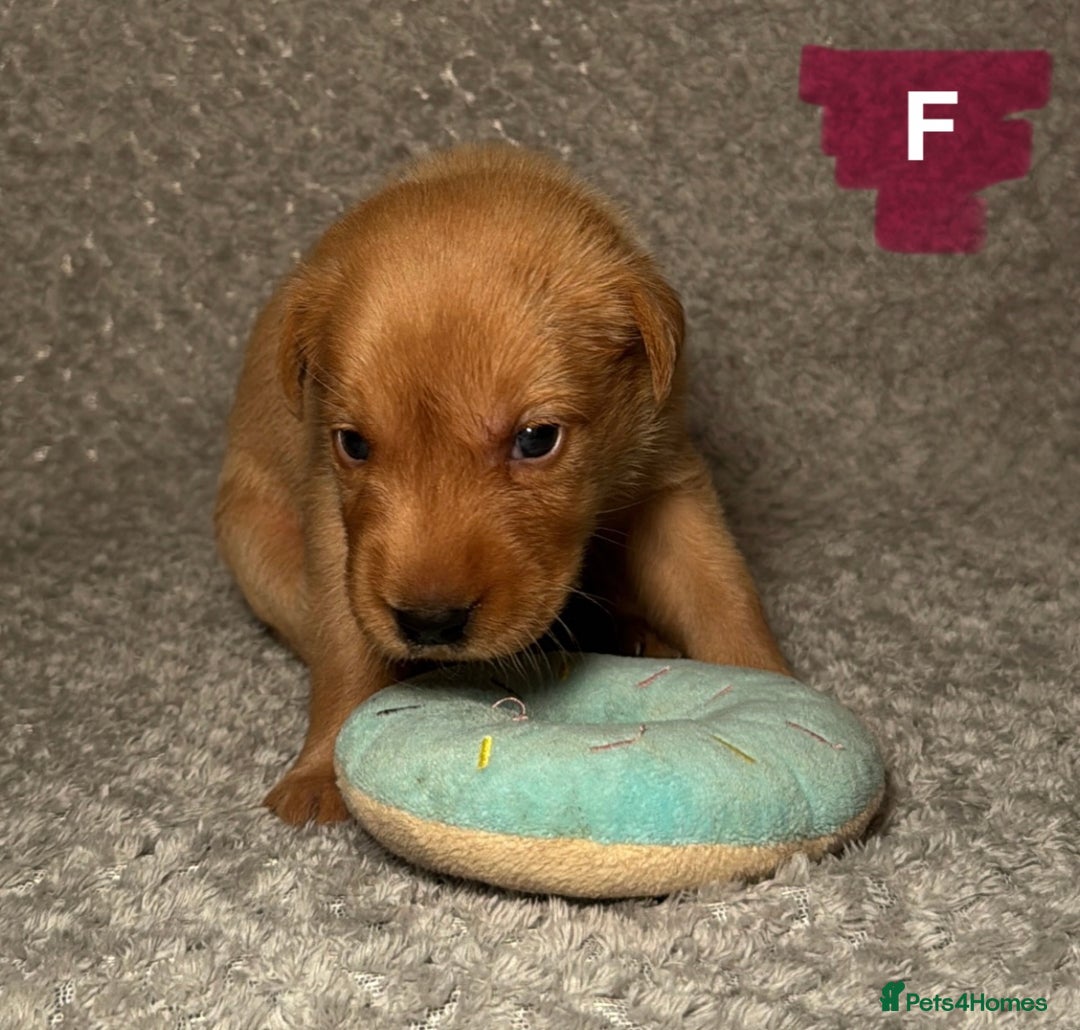 Labrador Retriever dogs for sale: Labrador Retriever Puppies - Raised in Family Home - Advert 9