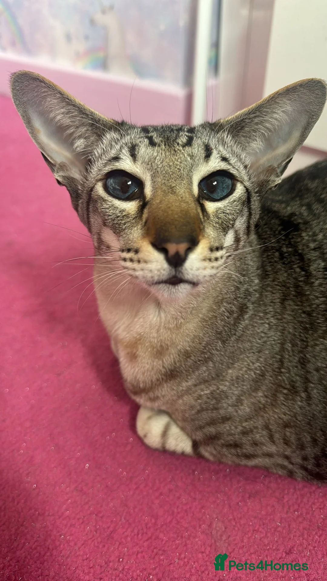 Oriental cats for sale: Beautiful gentle giant  - Advert 2