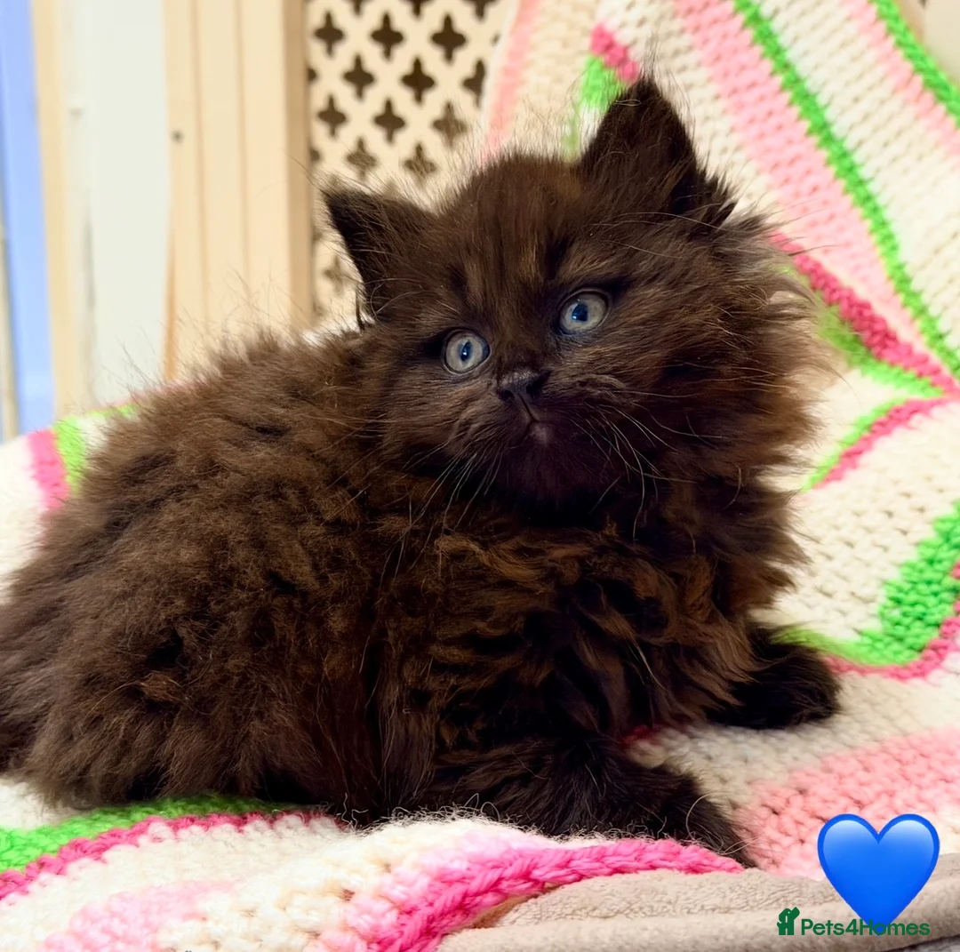 Mixed Breed cats for sale: 💖 MAINE COON X RAGDOLL *PARENTS HEALTH TESTED* 💖 - Advert 8