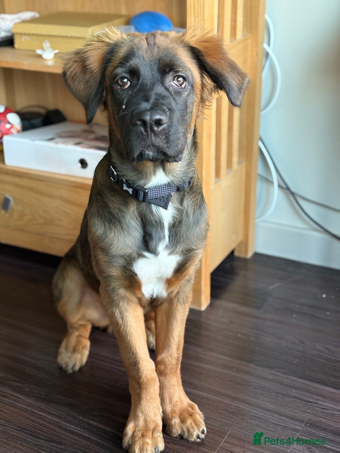 Mixed Breed dogs for sale: German shepherd x cane corso - Image 6