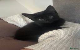 Domestic Shorthair cats for sale: Kittens  - Image 4