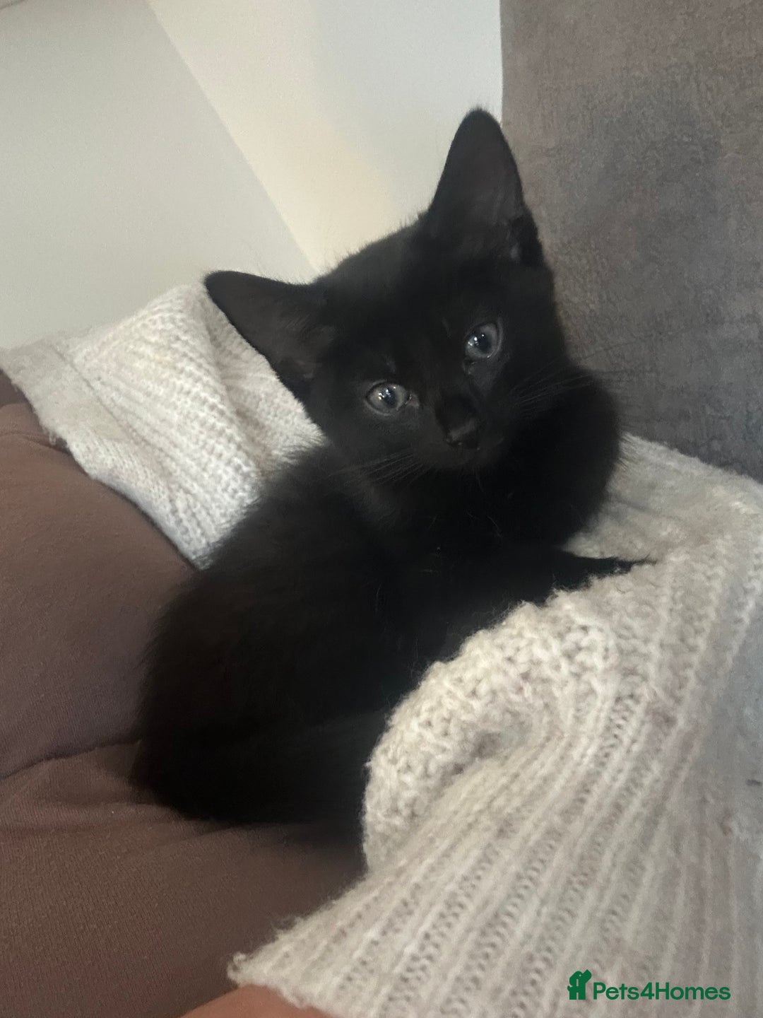 Domestic Shorthair cats for sale: Kittens  - Image 4