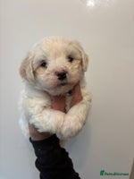 Maltipoo dogs - Advert 1