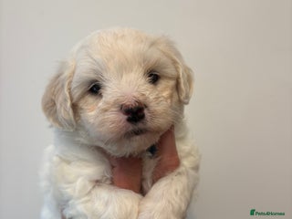 Maltipoo dogs - Advert 2