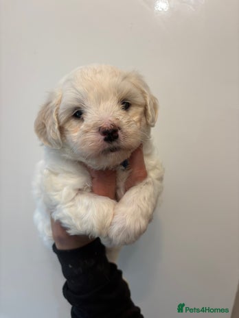 Maltipoo dogs - Advert 15