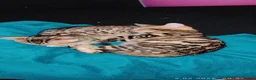 Bengal cats for sale: Stunning Bengal kittens for sale in Rugby - Advert 28