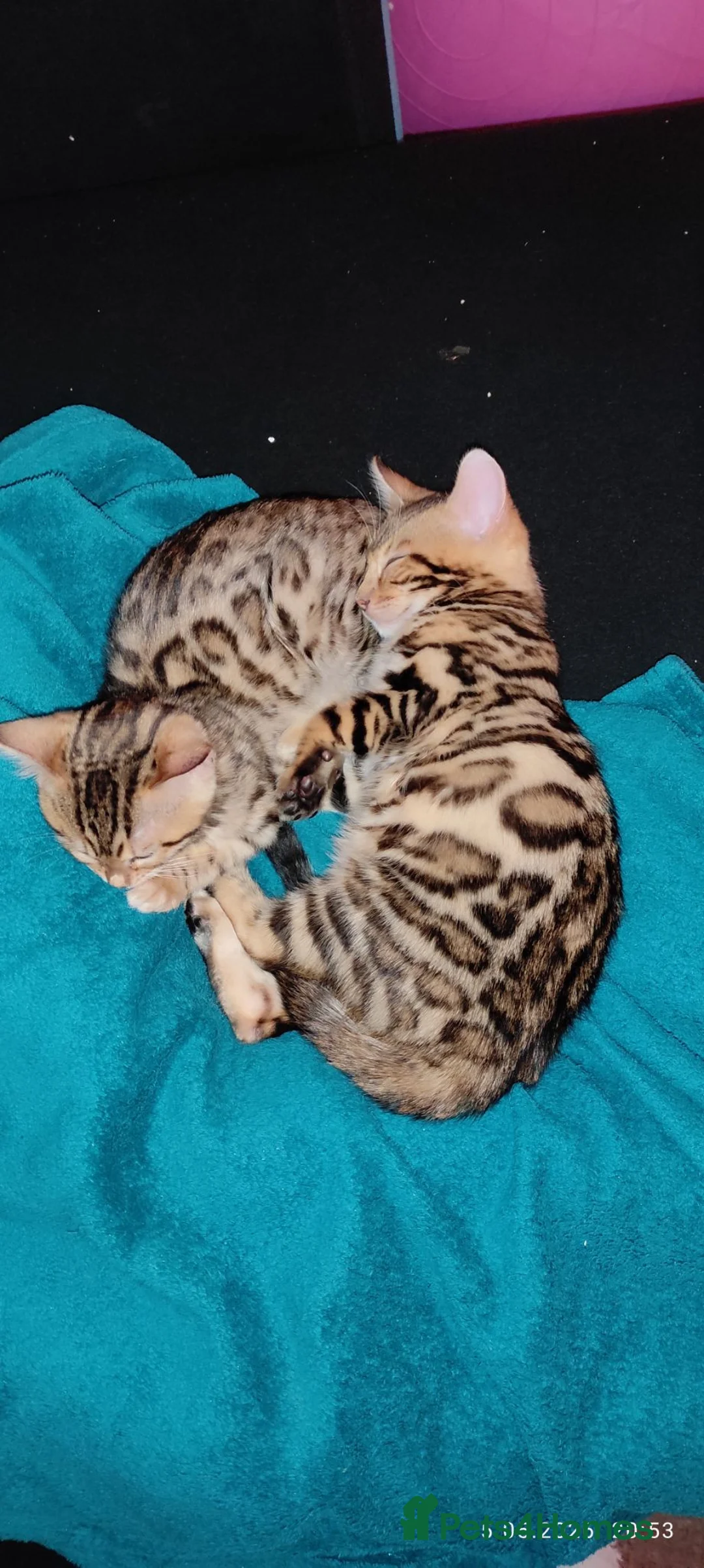 Bengal cats for sale: Stunning Bengal kittens for sale in Rugby - Advert 28