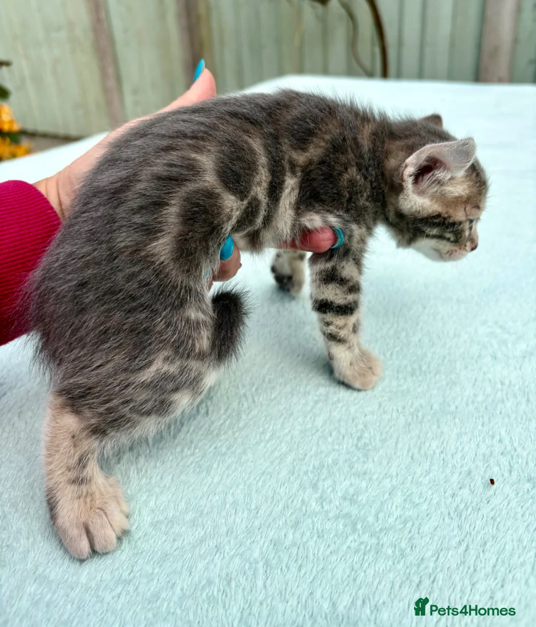 Keetso cats for sale: Superb rare polydactyl curled eared keetsos  - Advert 33