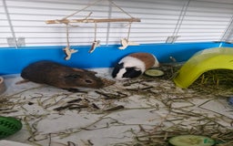 Guinea Pig rodents for sale:  2 Playful Male Guinea Pigs (4 Months)  - Image 10