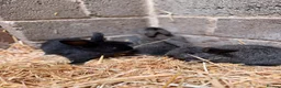 Mini Lion Lop rabbits for sale: Mini lop and lion lop in Consett - Advert 6