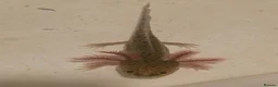 Axolotl reptiles for sale: Juvenile Axolotls  in Epsom - Advert 2