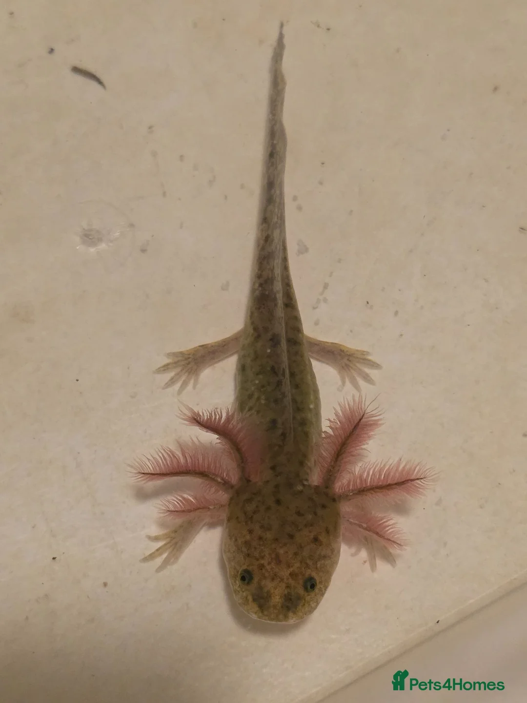 Axolotl reptiles for sale: Juvenile Axolotls  in Epsom - Advert 2