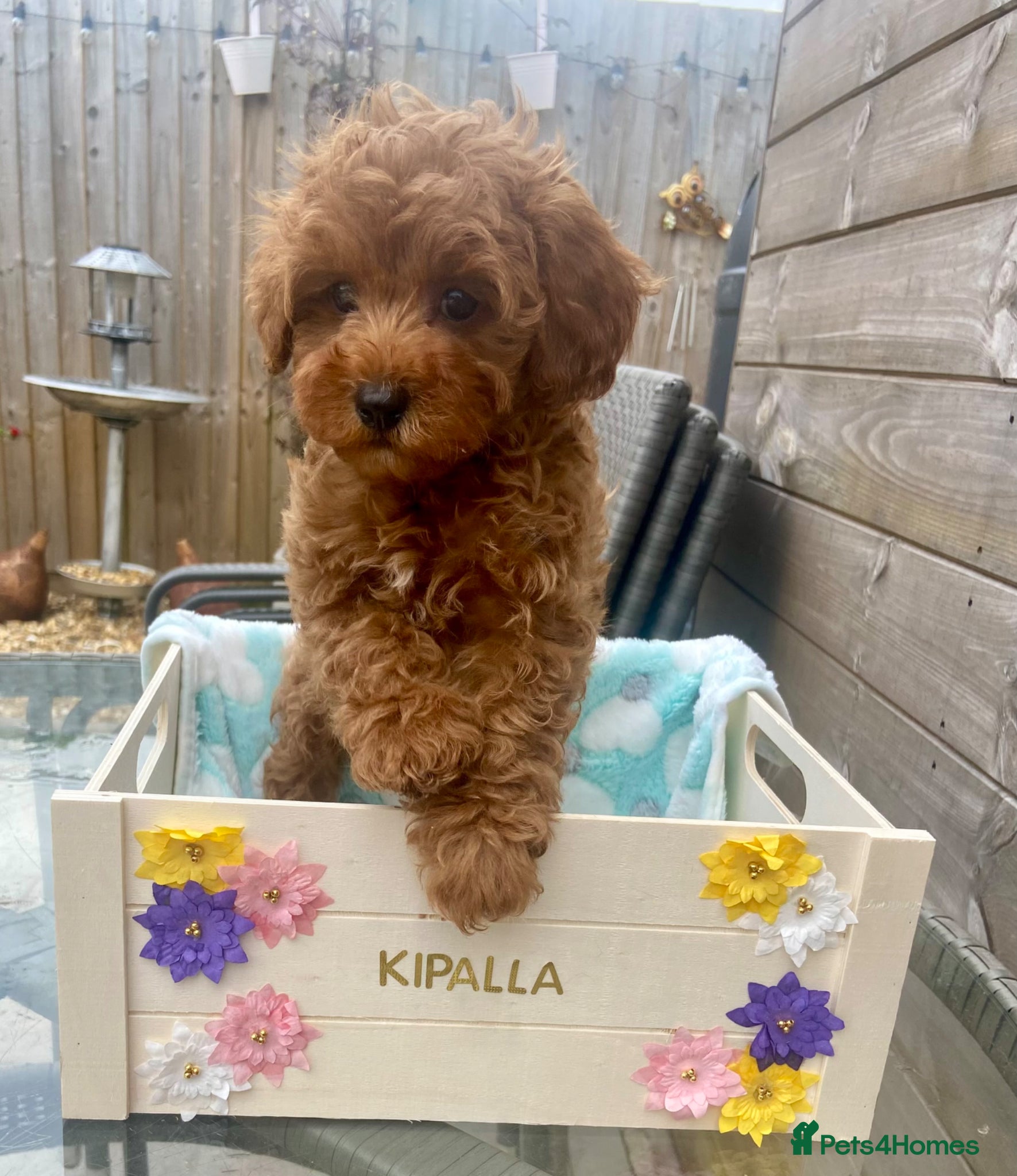 Cavapoo dogs small type toy F1B cavapoo puppies available  - Advert 1