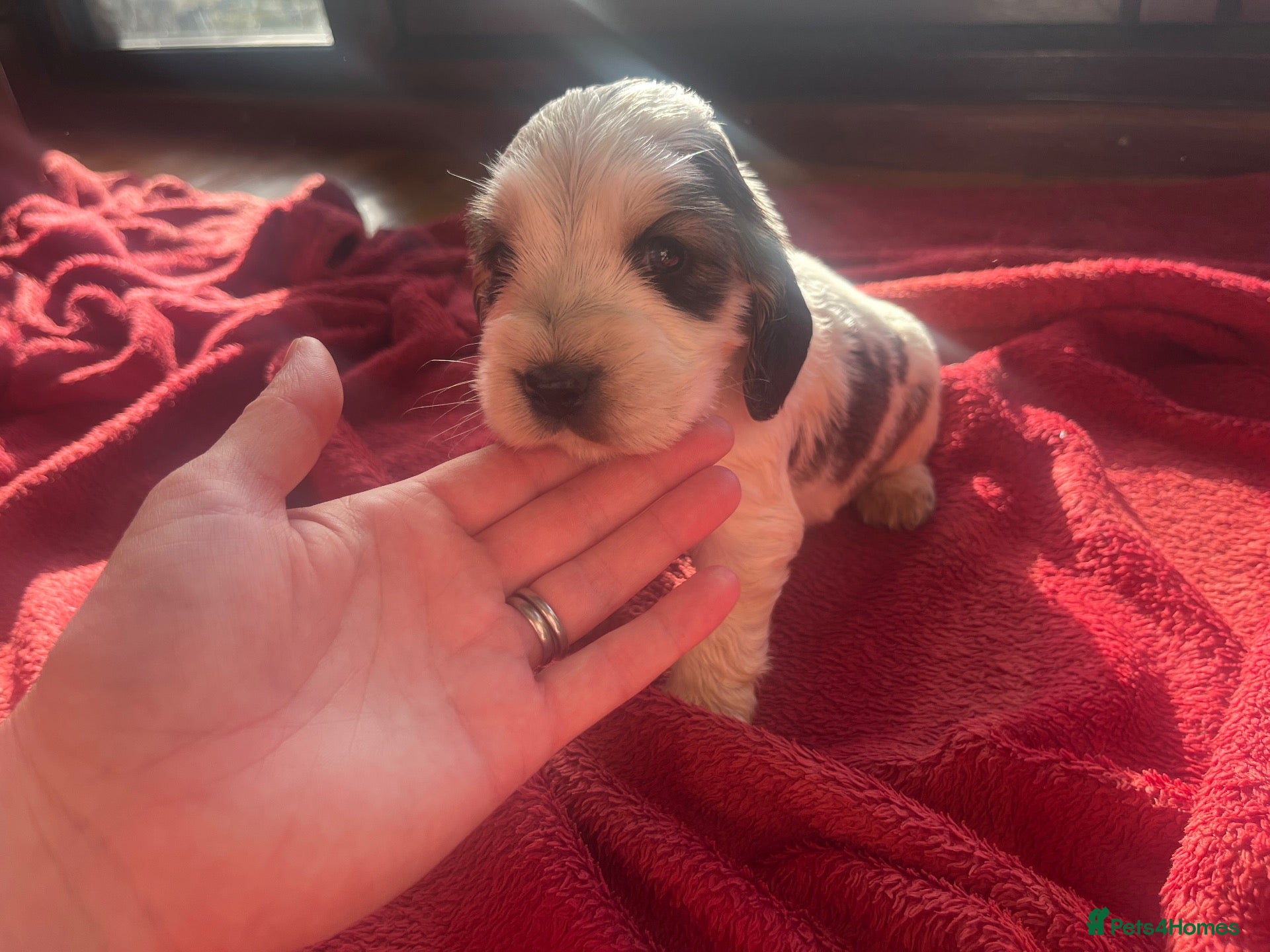 Cocker Spaniel dogs for sale: ⭐️KC Registered Show Cocker Spaniels ⭐️ - Advert 2