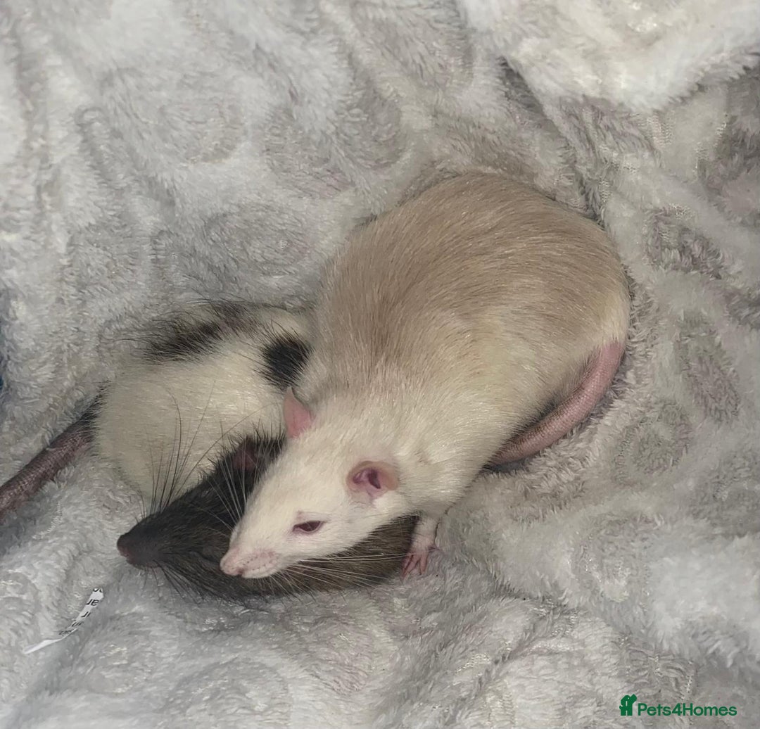 Rat rodents for sale: Rats in need of a new home - Advert 3