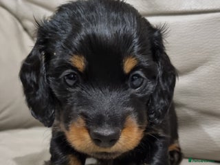 Miniature Dachshund dogs 🐾💙KC Reg. Long Haired Boy 💙🐾 - Advert 7