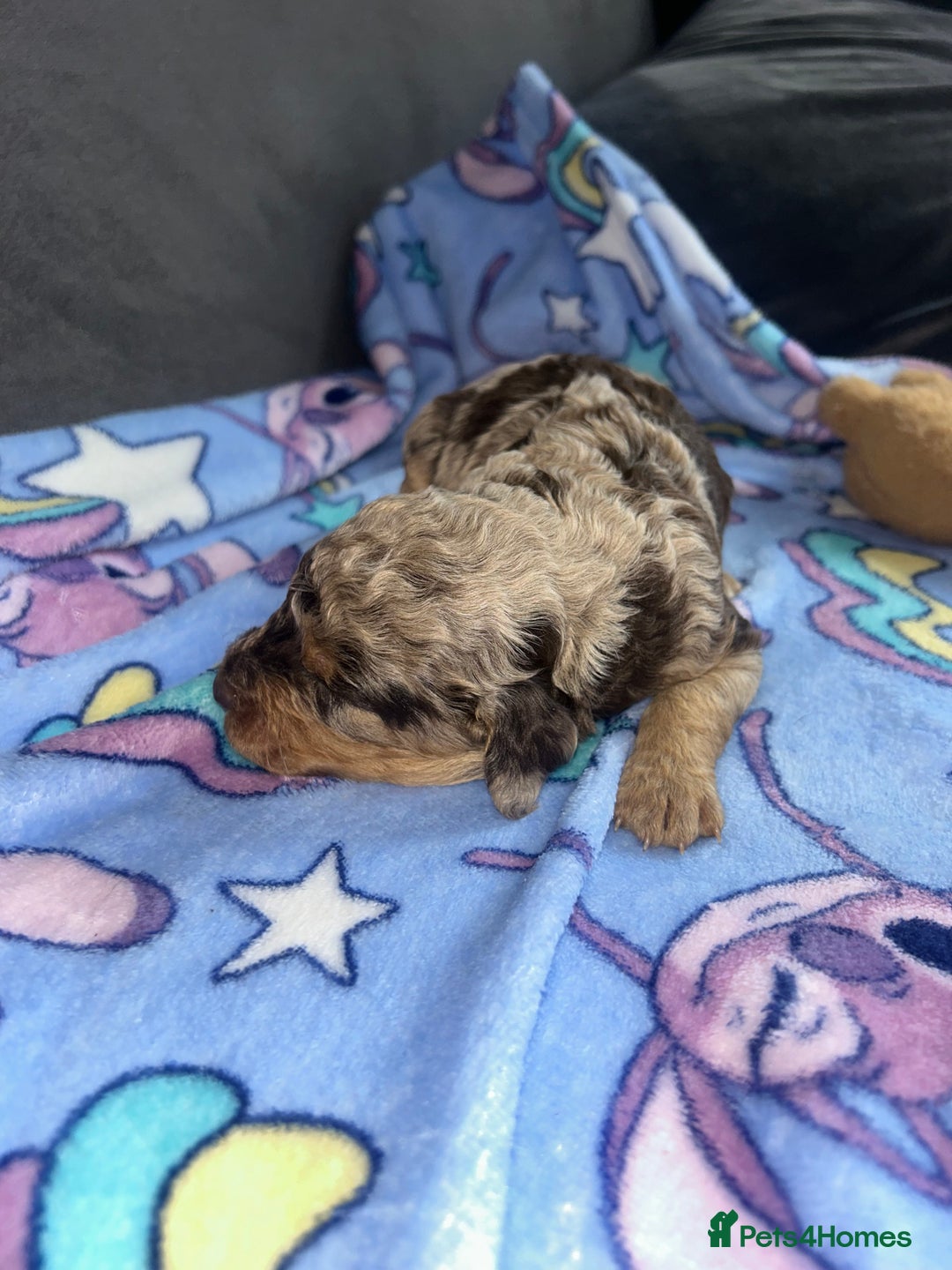 Cockapoo dogs for sale: Beautiful cockapoos - Image 10