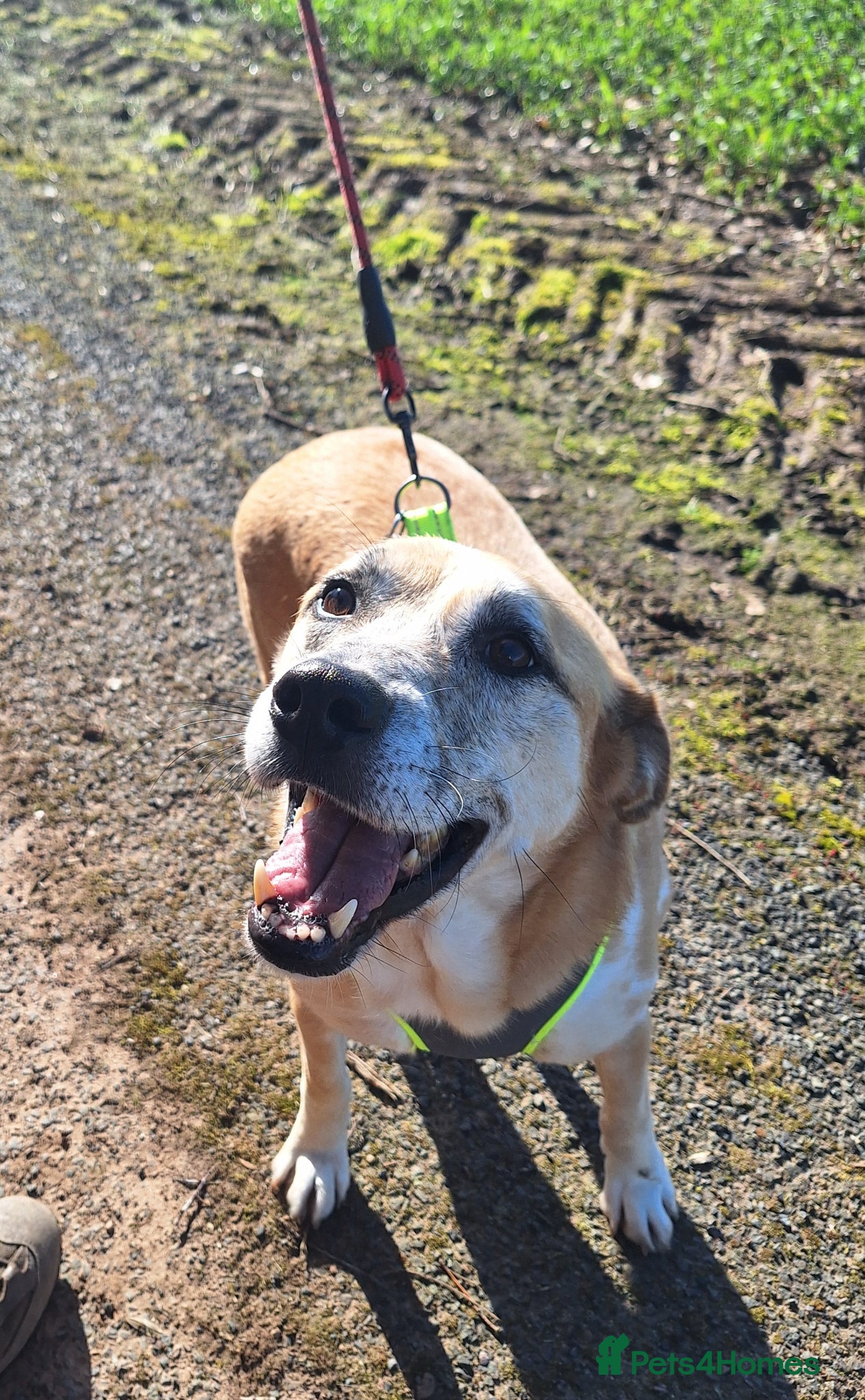 Mixed Breed dogs Beautiful Boy for Adoption - Advert 9