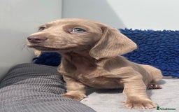 Miniature Dachshund dogs for sale: READY NOW  MINI DAXIS RAINBOW COLOURS PRA KC REG - Image 14