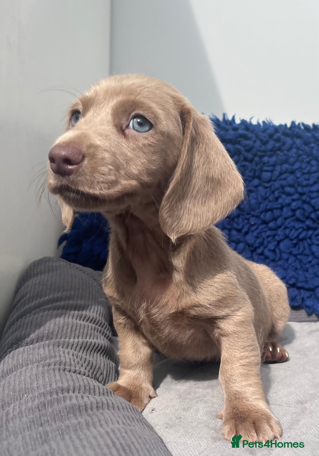 Miniature Dachshund dogs for sale: READY NOW  MINI DAXIS RAINBOW COLOURS PRA KC REG - Image 14