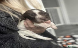 Cocker Spaniel dogs for sale: Cocker spaniel puppies 5 boys available  - Image 1