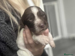 Cocker Spaniel dogs - Advert 20