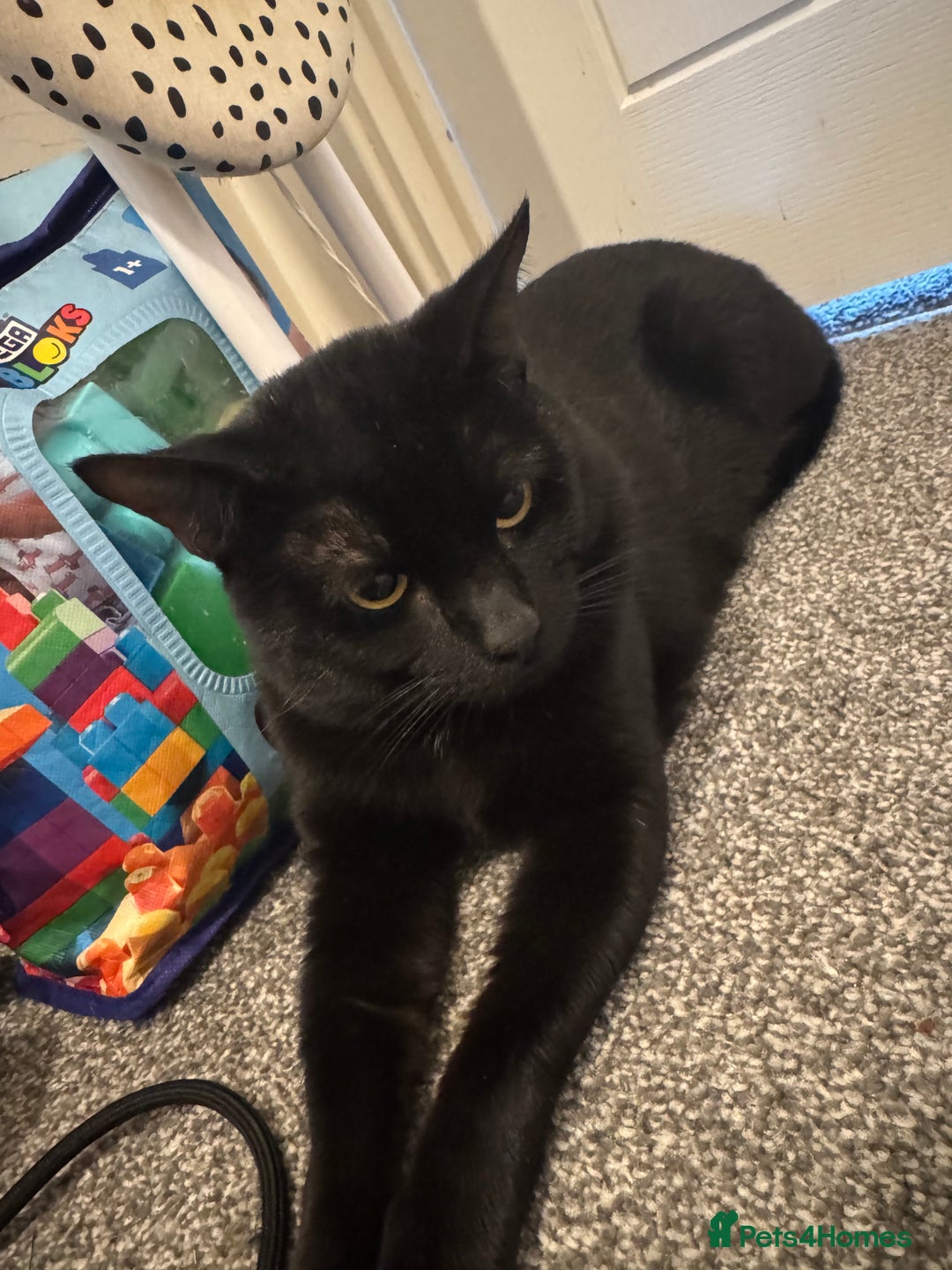 Domestic Shorthair cats for sale: Sweet affectionate black domestic  - Advert 3