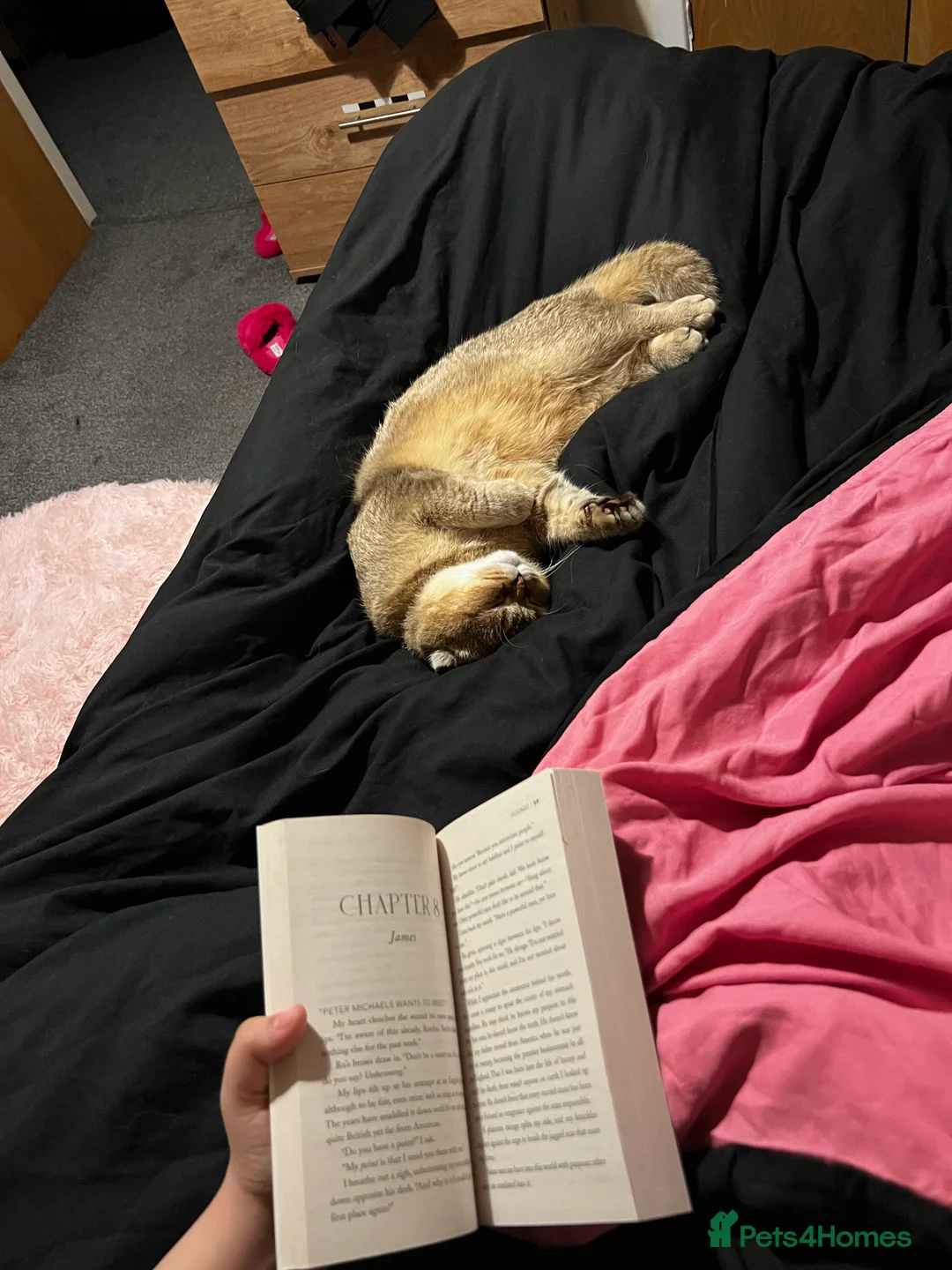 Scottish Fold cats for sale: Scottish fold for sale  - Advert 9