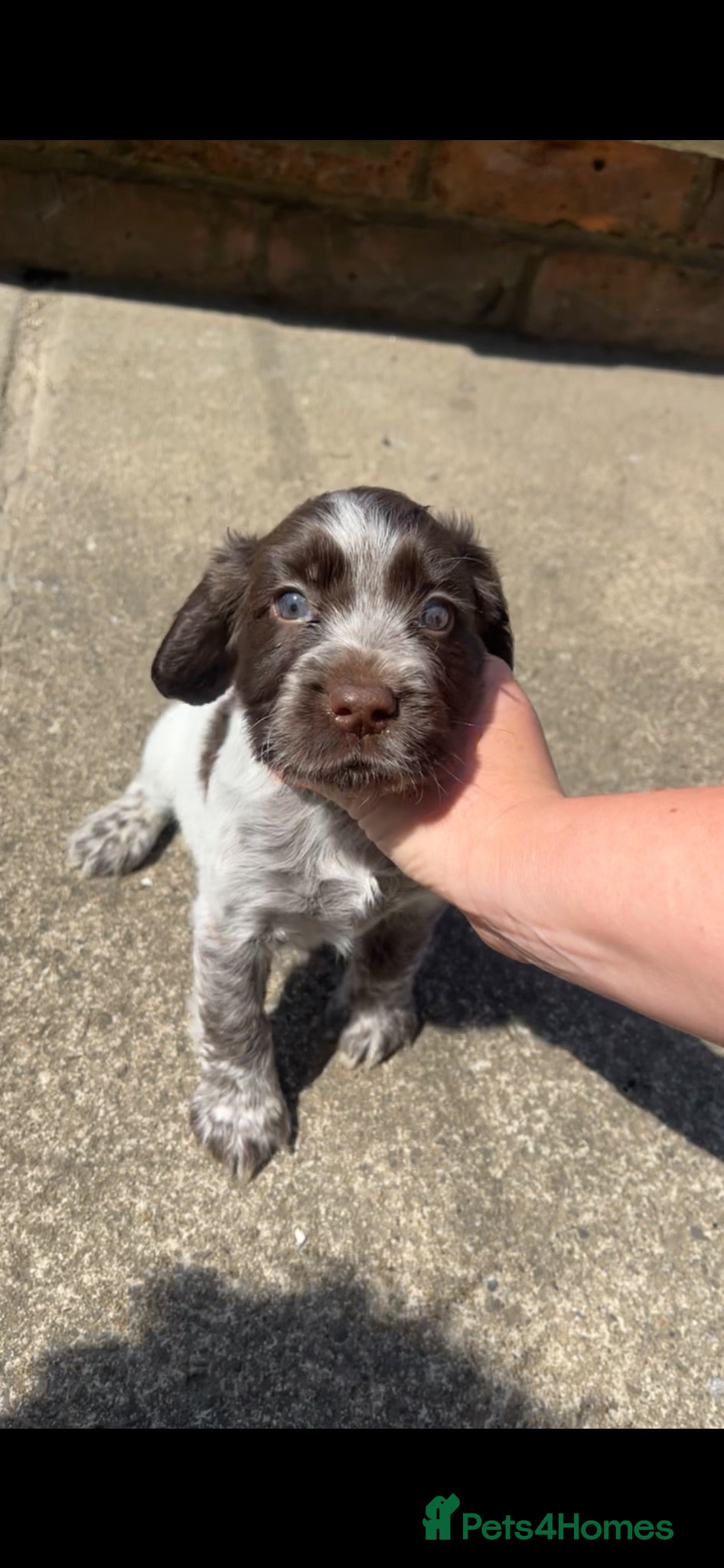 Cocker Spaniel dogs Cocker spaniel puppy - Advert 1