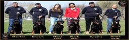 Rottweiler dogs for stud: **** FAUSTINIS TK,S QUANTOM OF SOLICE **** in Preston - Advert 23