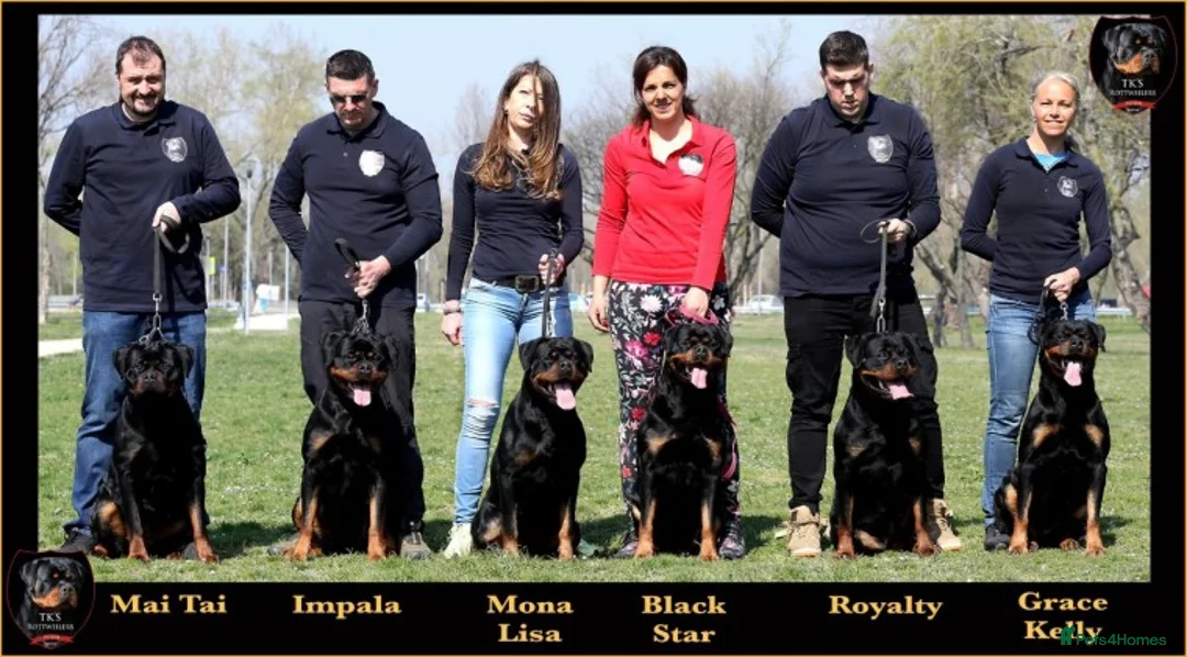 Rottweiler dogs for stud: **** FAUSTINIS TK,S QUANTOM OF SOLICE **** in Preston - Advert 23