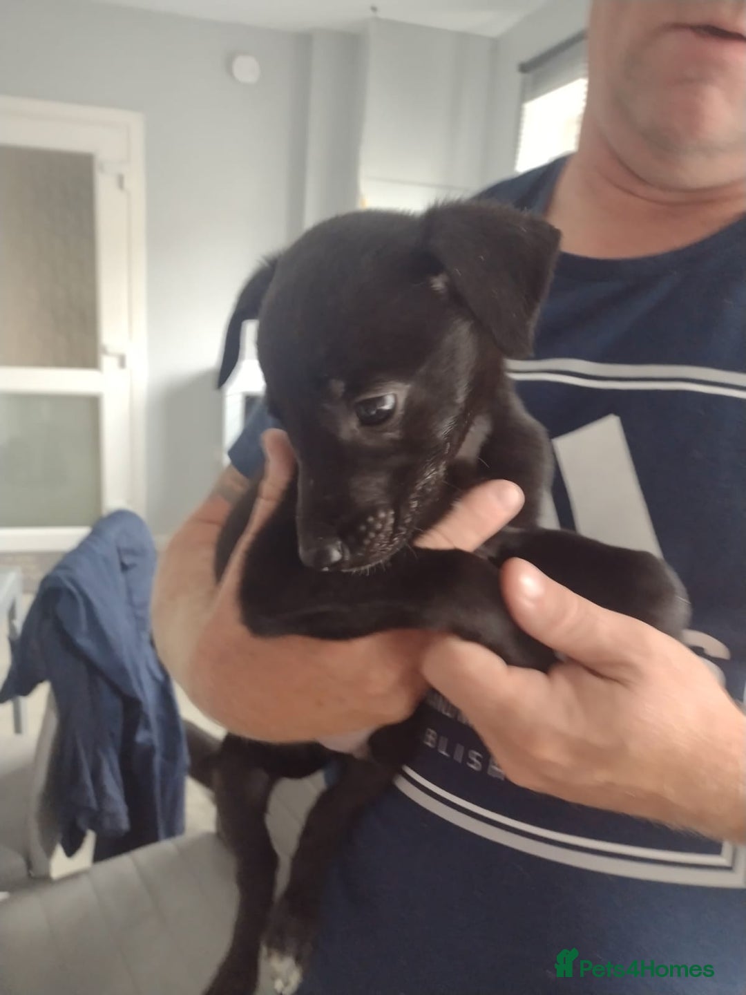 Lurcher dogs for sale: Wheaton bull greyhound boy puppie 8weeks old - Image 1