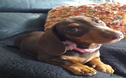 Dachshund dogs for sale: Quality miniture dachshund forSale Ready now  - Image 5