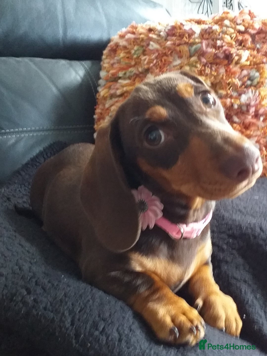 Dachshund dogs for sale: Quality miniture dachshund forSale Ready now  - Image 5