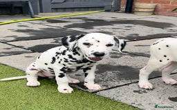 Dalmatian dogs for sale: *Ready for loving homes now* Dalmatian puppies - Image 9