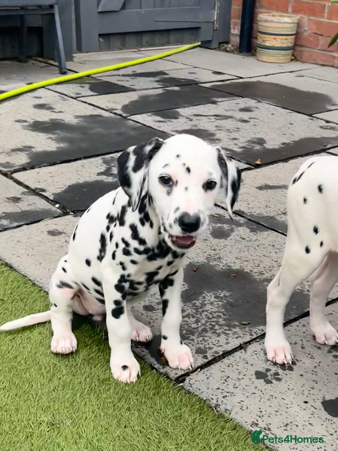 Dalmatian dogs for sale: *Ready for loving homes now* Dalmatian puppies - Image 9